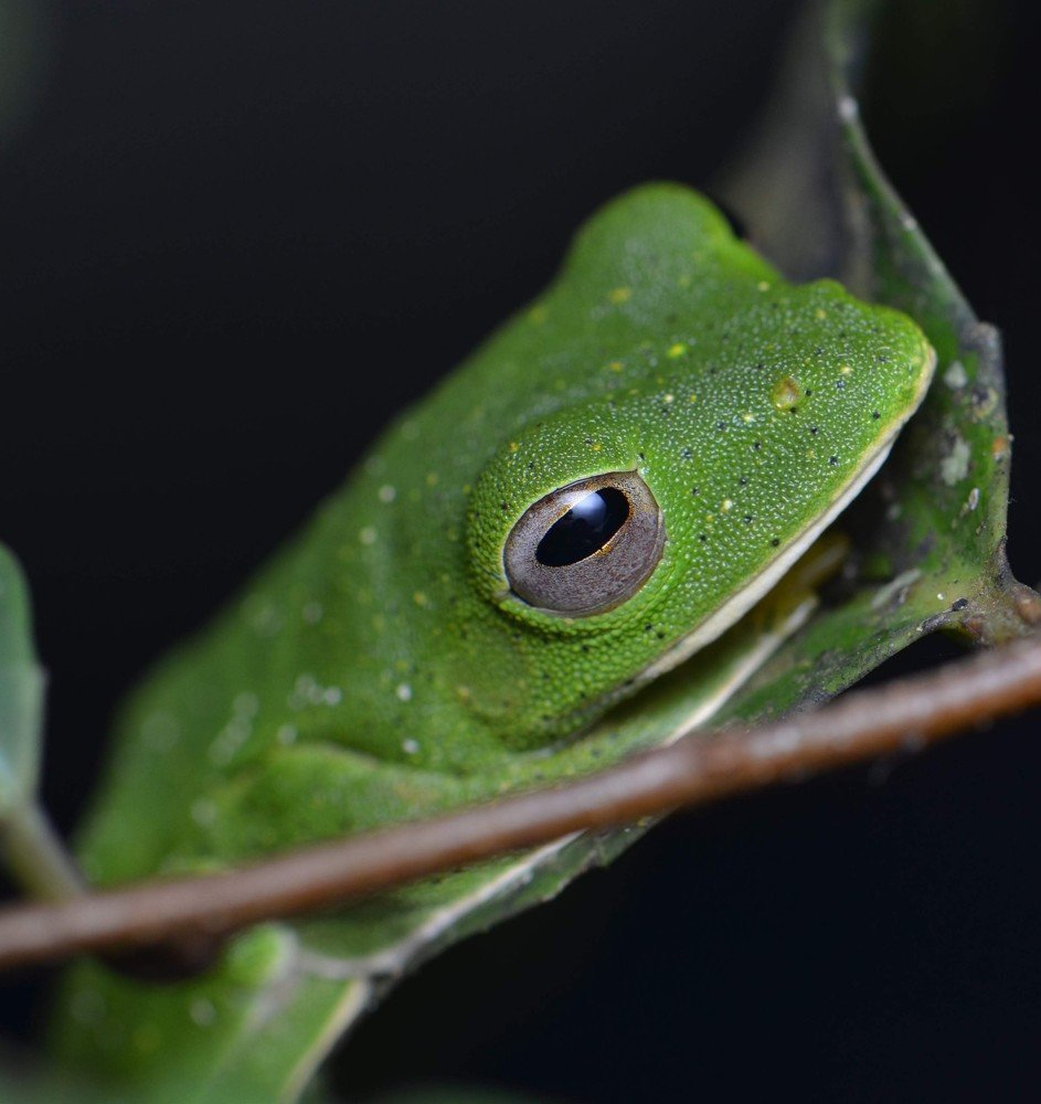 The Malabar gliding frog or Malabar flying frog (Rhacophorus malabaricus)