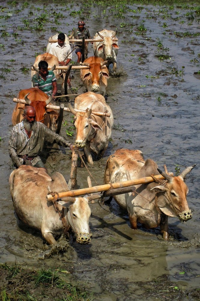 Photograph by Ha-Mim Brinto Syed Asir