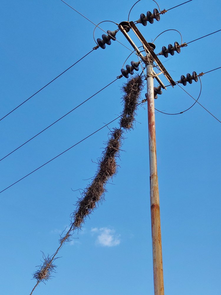 Nests of Plain Thornbird (Phacellodomus inornatus)