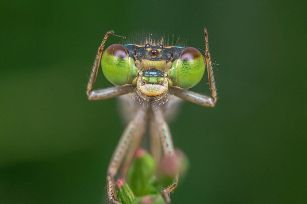 Photograph by achmad kamal kamal