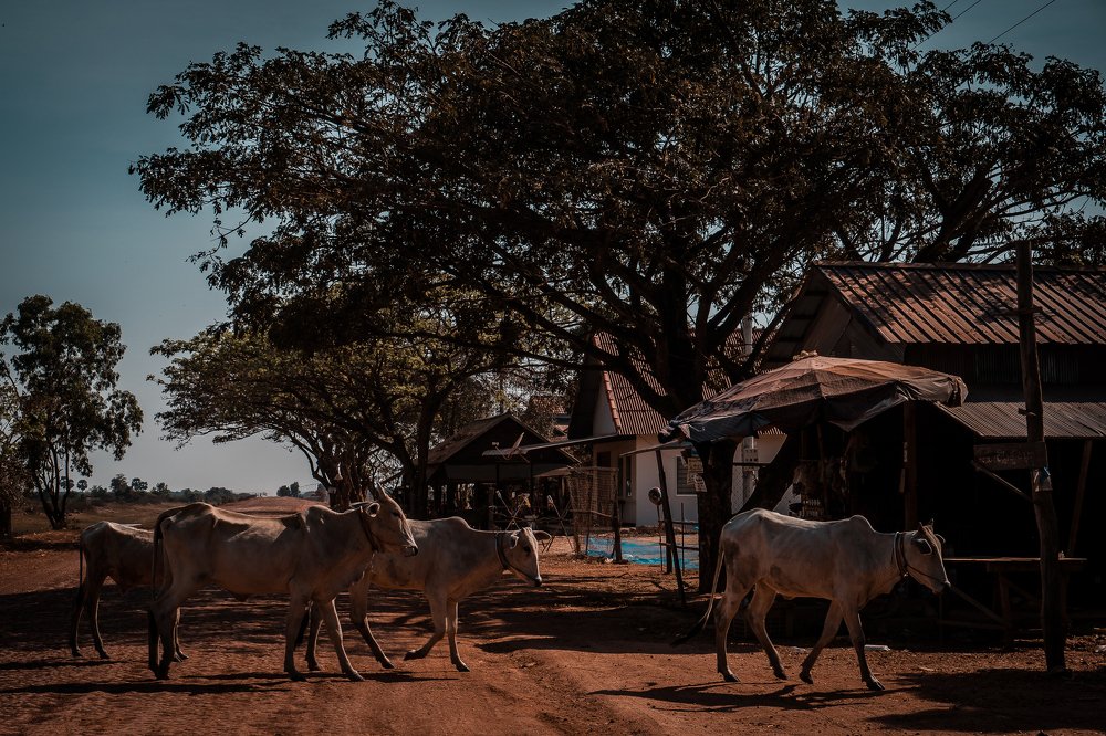 Photograph by Sammanasu Raymond