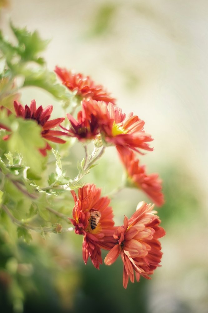 Photograph by omid Paktinat