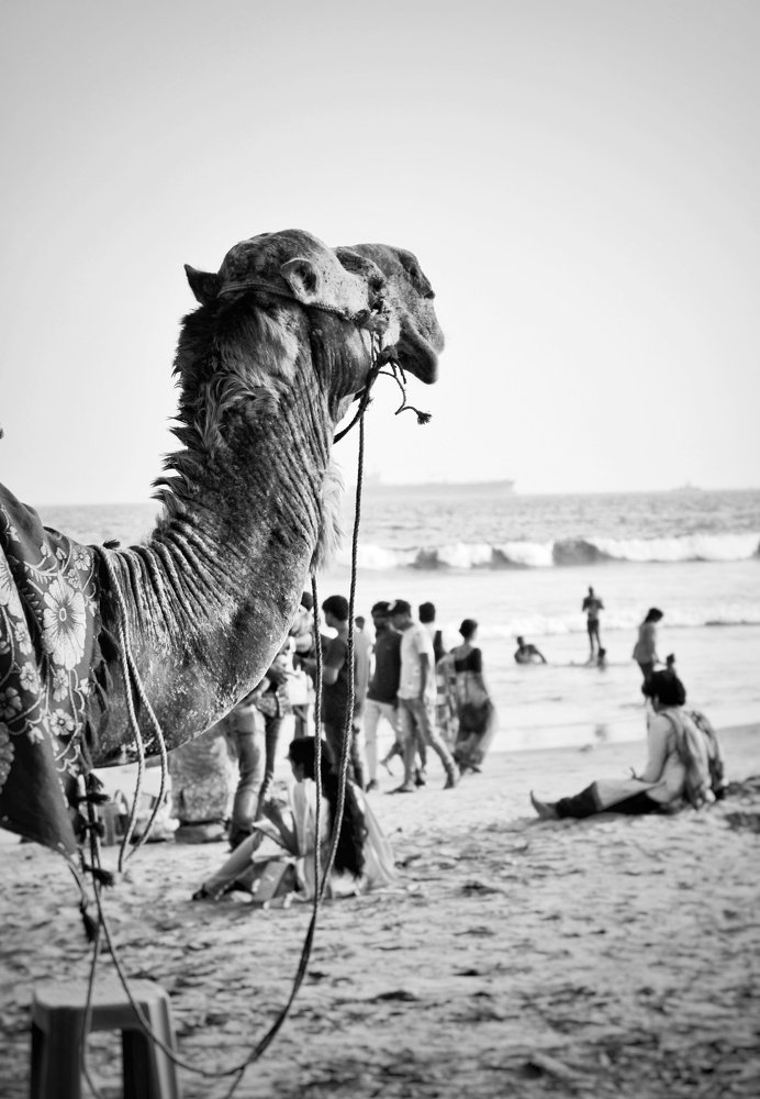 Photograph by N Fernandez