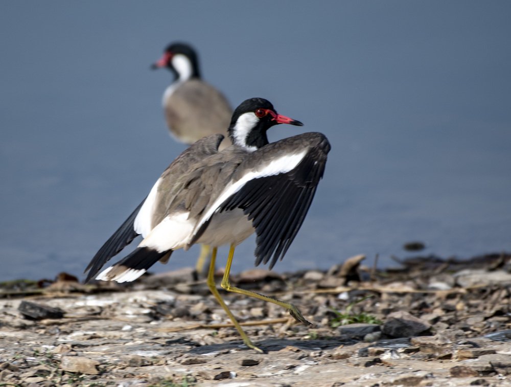 Photograph by Preet saluja