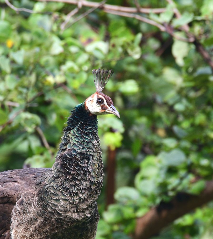 Photograph by Preet saluja