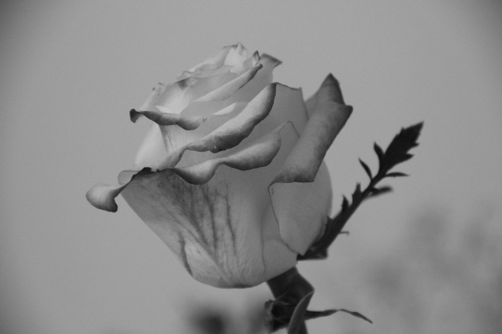 Photograph by Александра