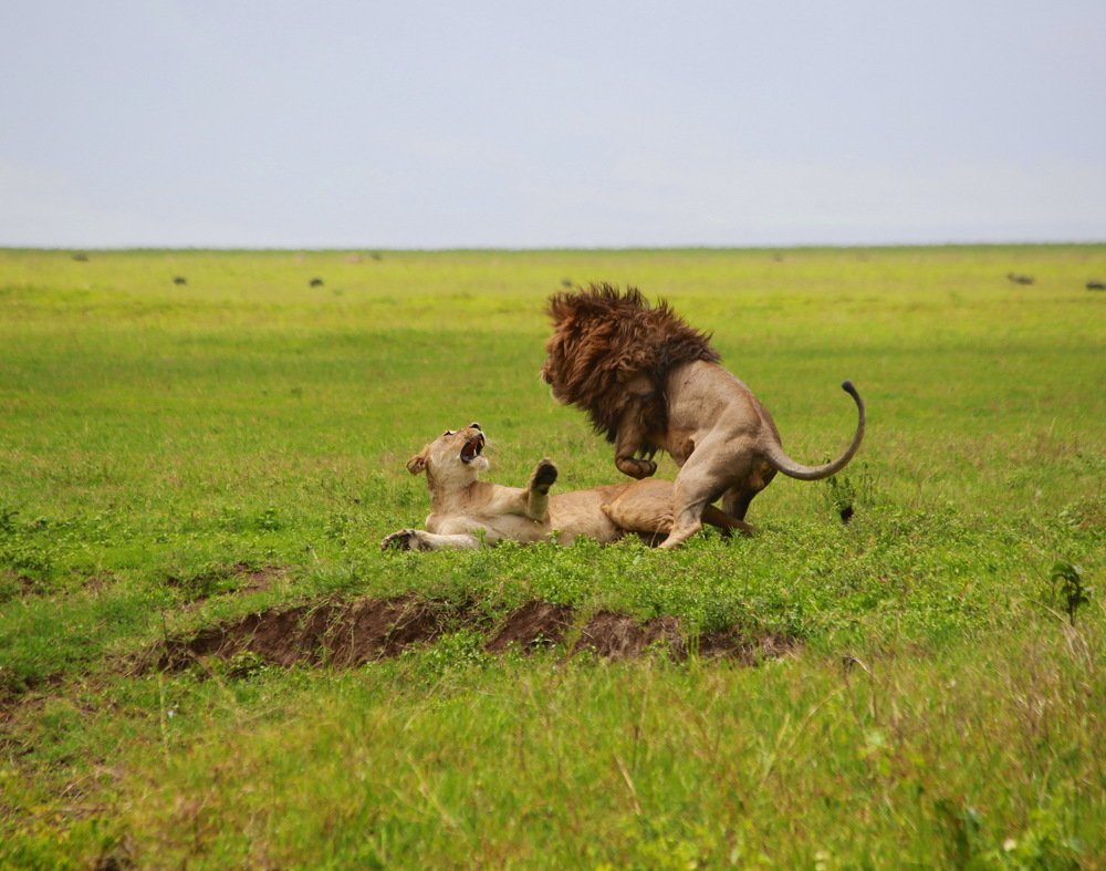 Брачный период