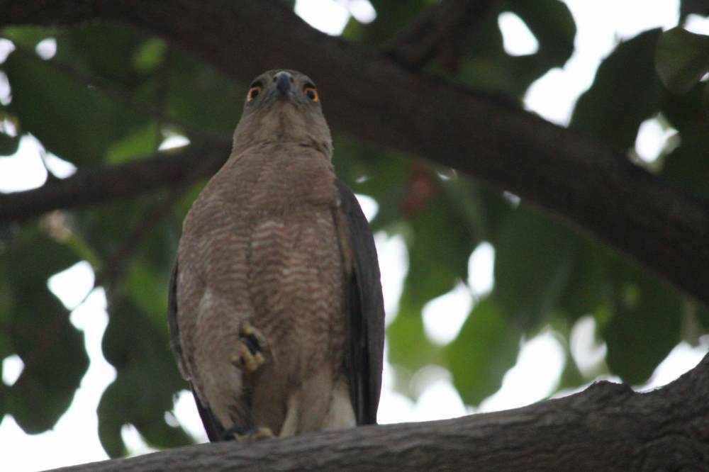 Photograph by Ravi Neel