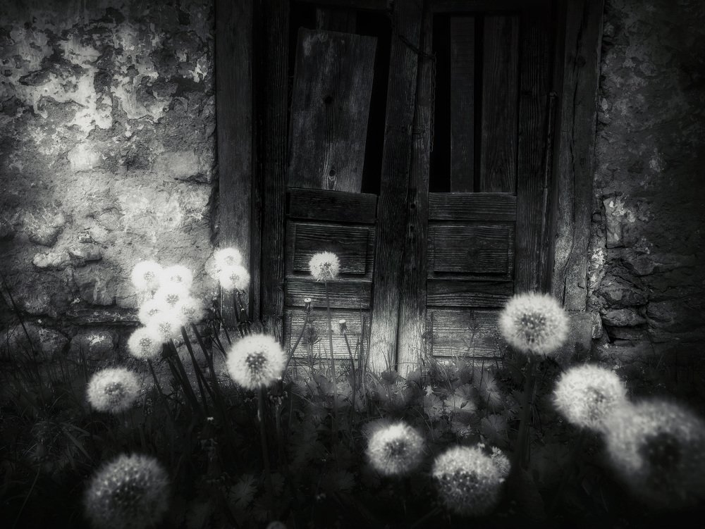 Dandelion...