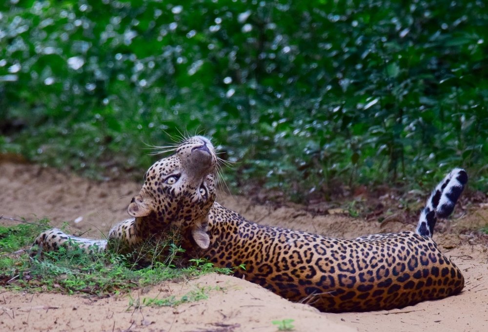 who is disturbing me