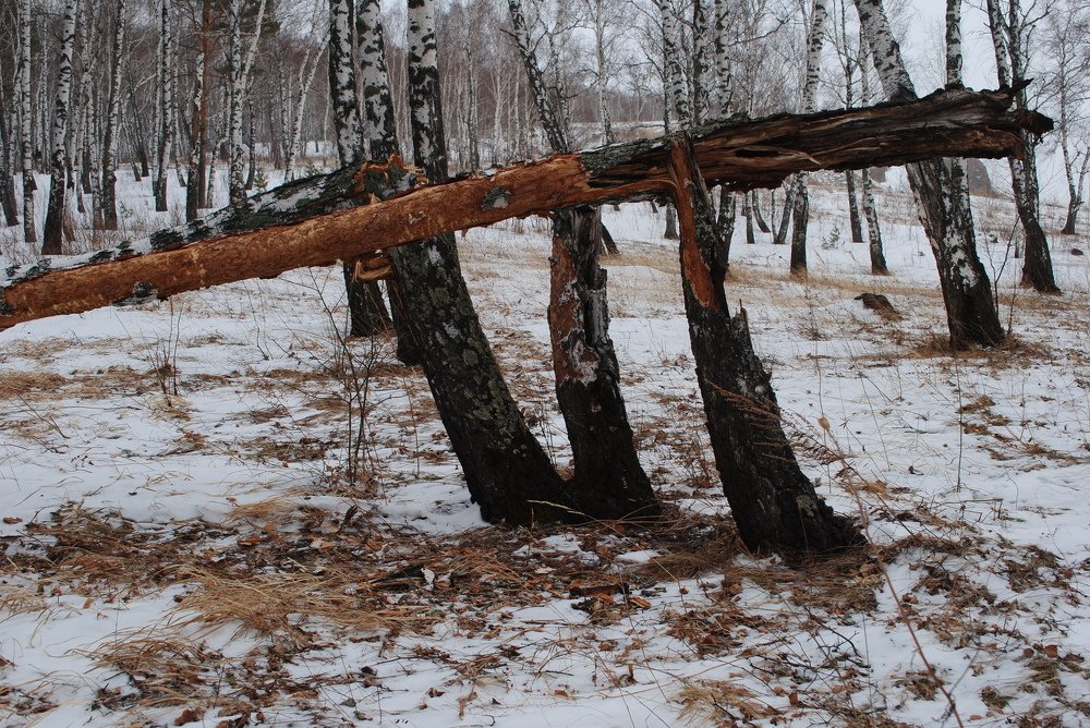 Photograph by Наталья Скиданова