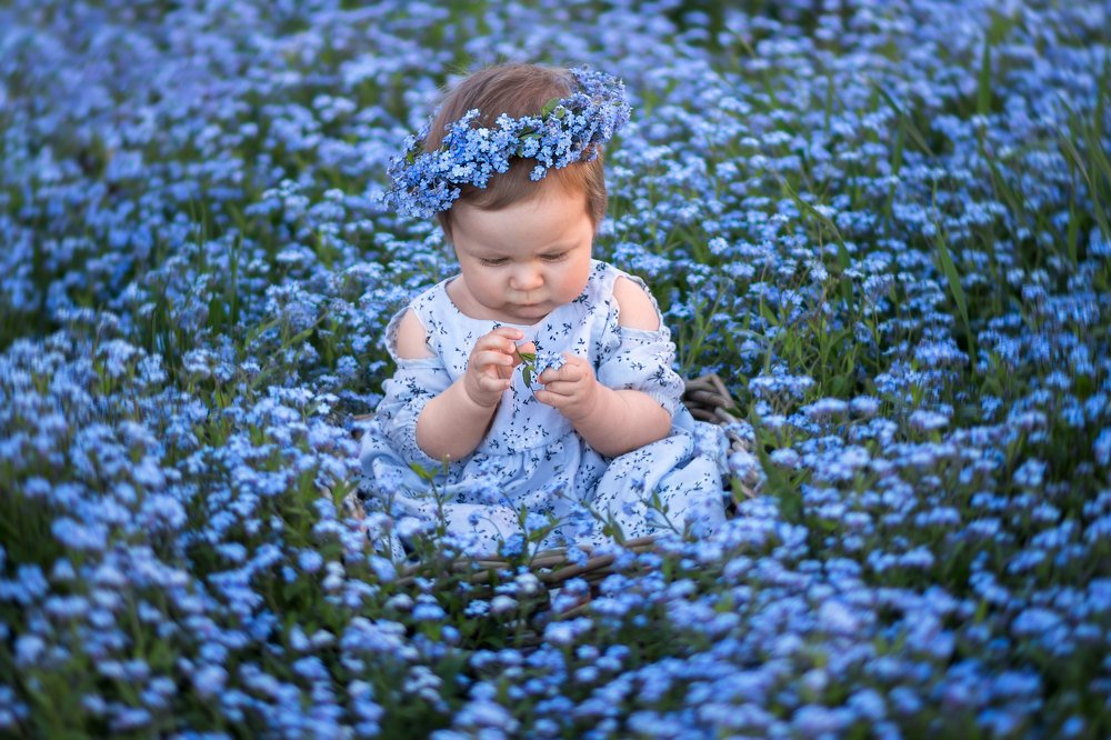 Forget-me-not
