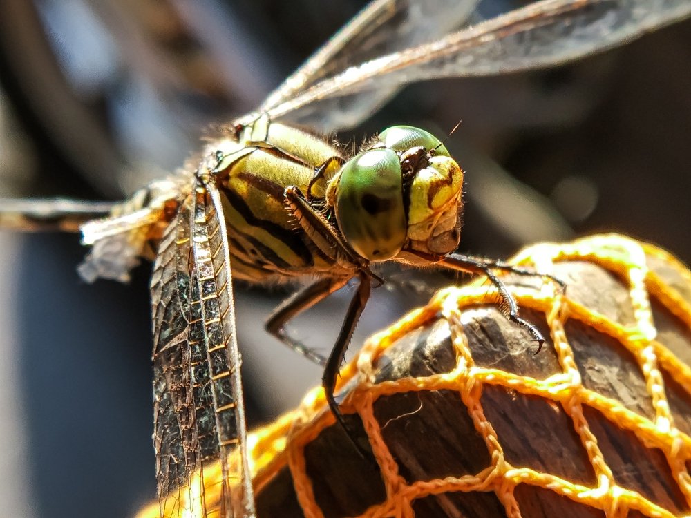 Macro@Mobile