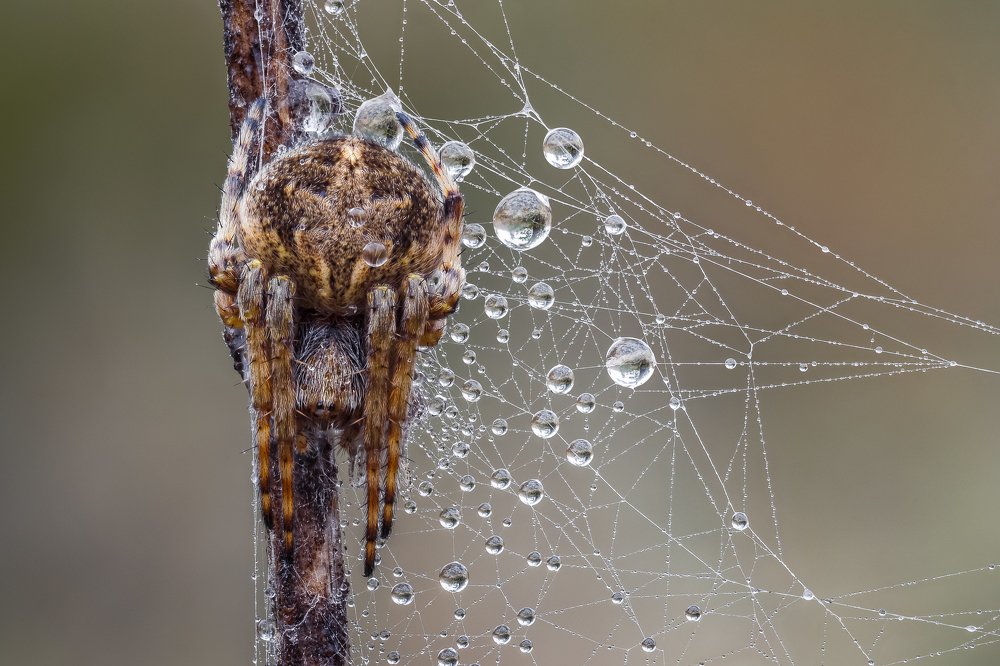 Хозяин ювелирной сети