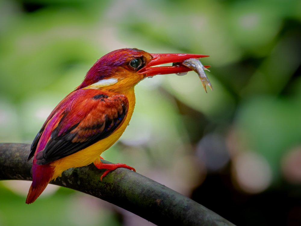 Rufous-backed Kingfisher