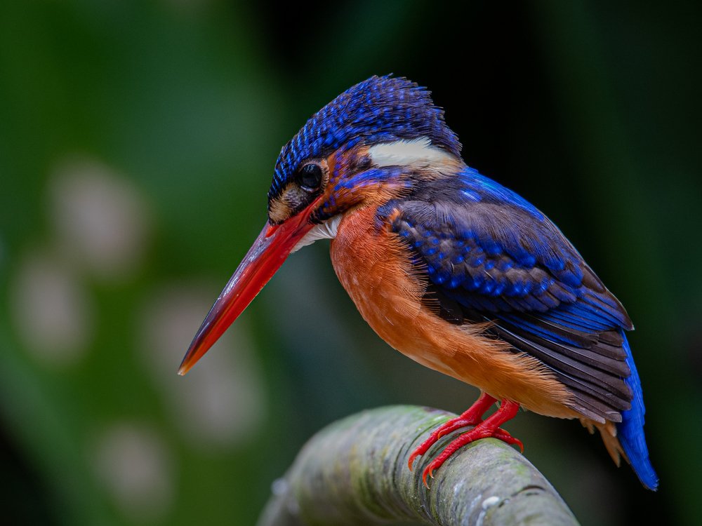 Blue-Eared Kingfisher