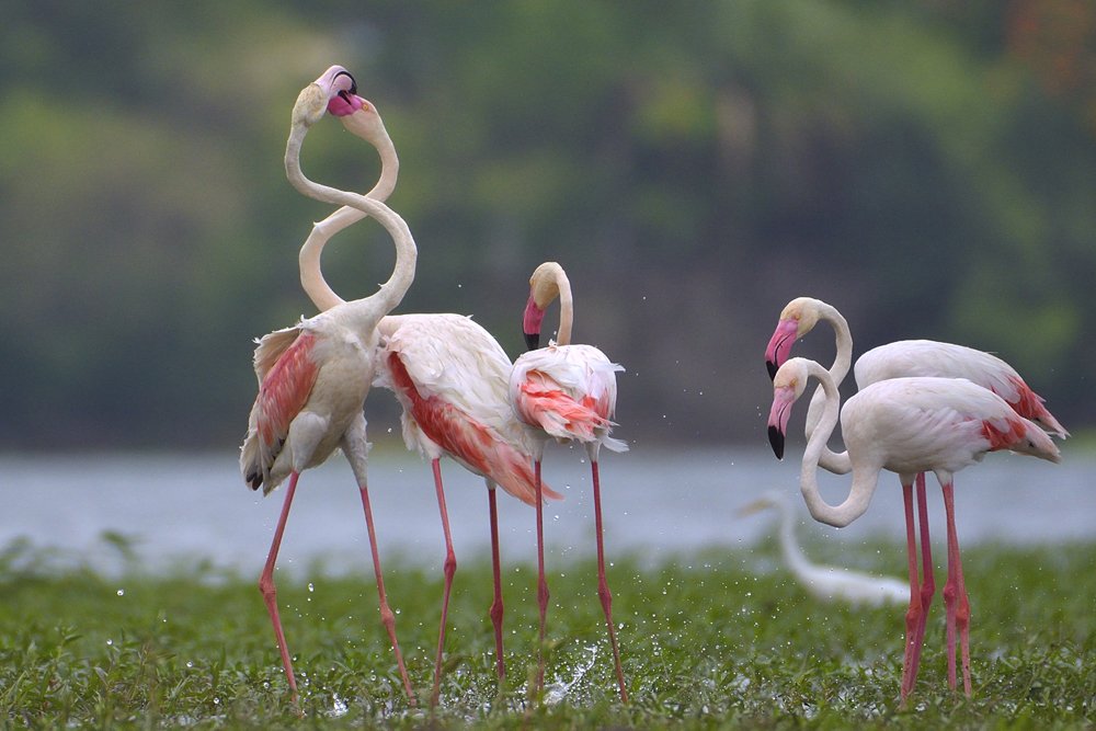 Greater Flamingo