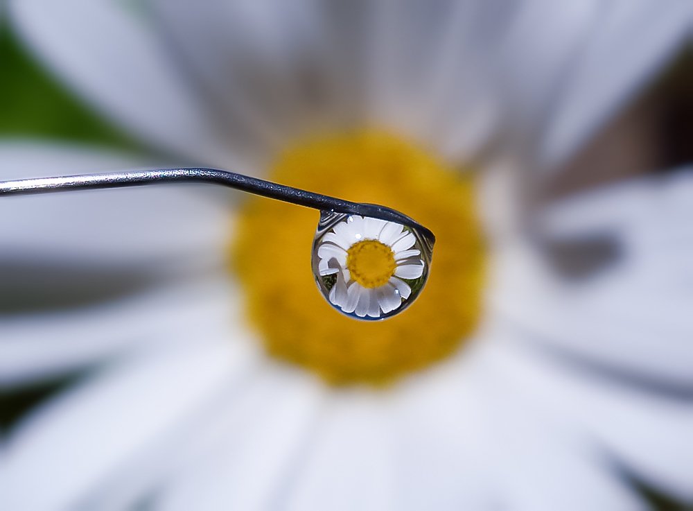 Photograph by linda laredj