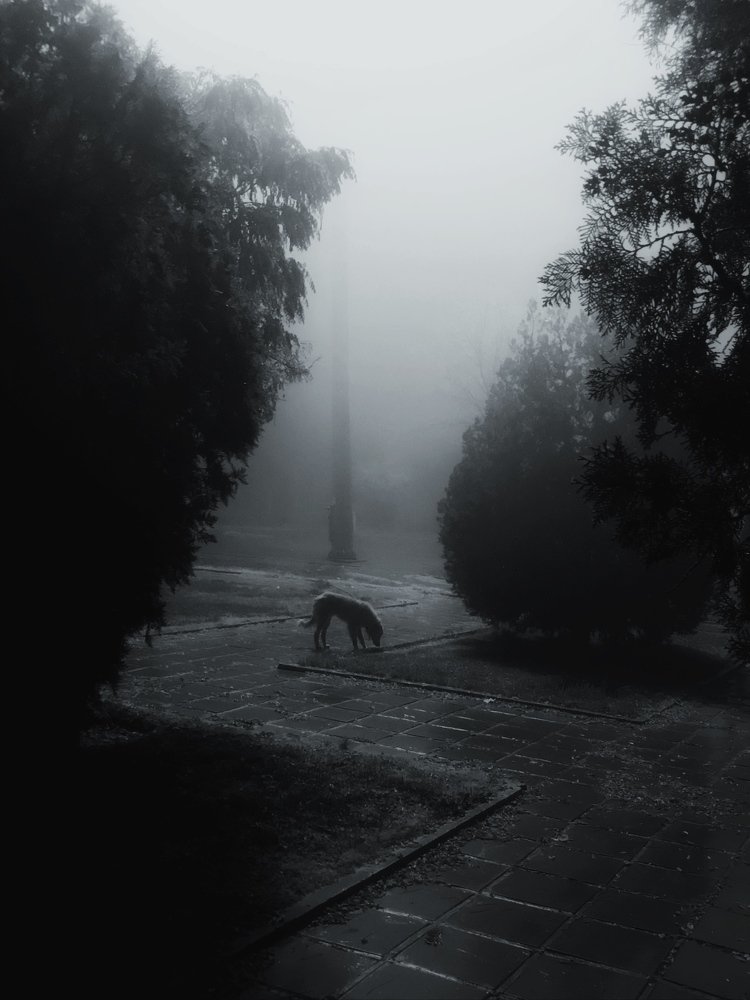 Alone dog