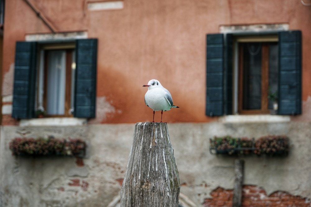 Photograph by Игорь Маслов