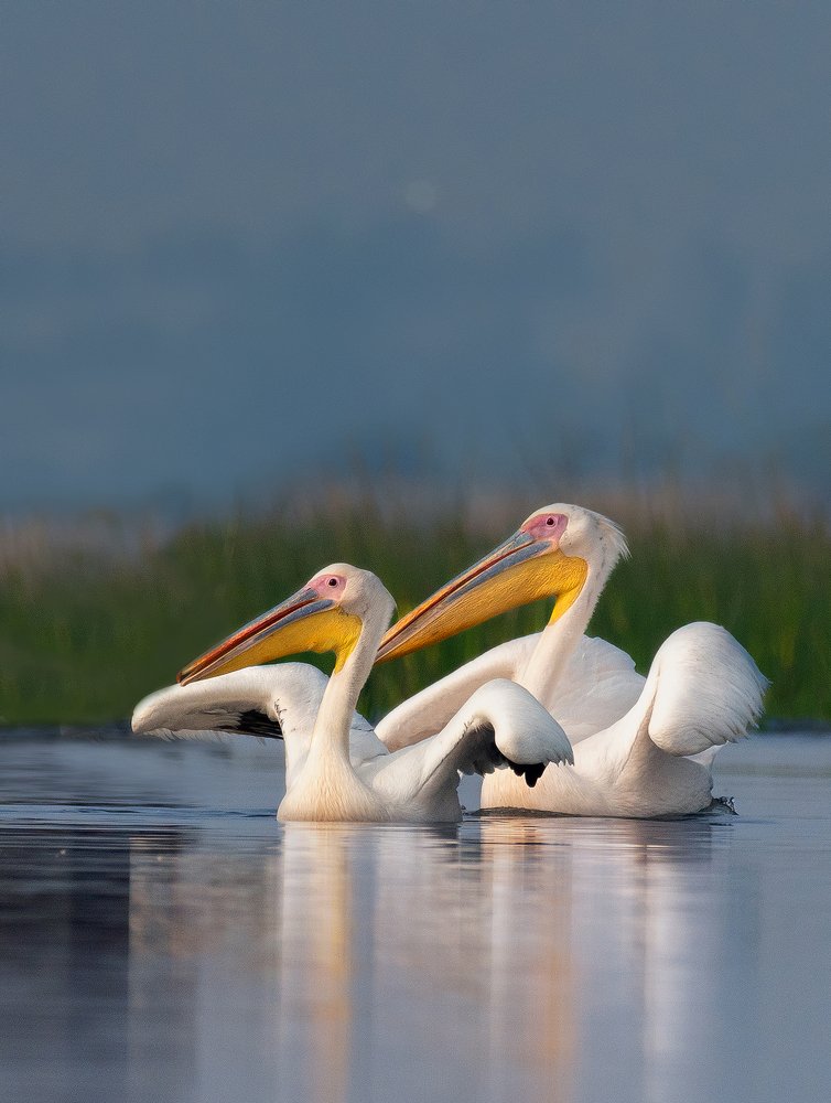 Great White Pelican