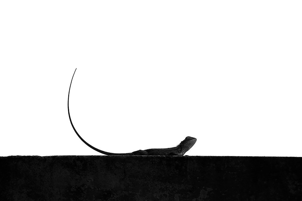 Photograph by Hiral sarthak chandarana