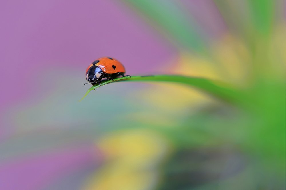 Photograph by Mahdi Sarikhani