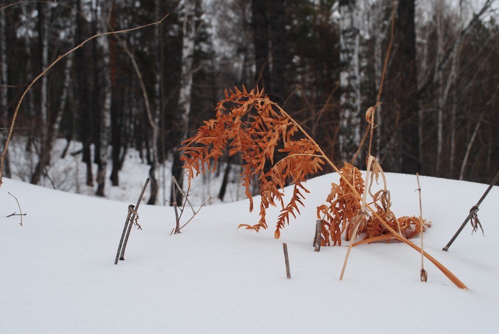 Photograph by Наталья Скиданова