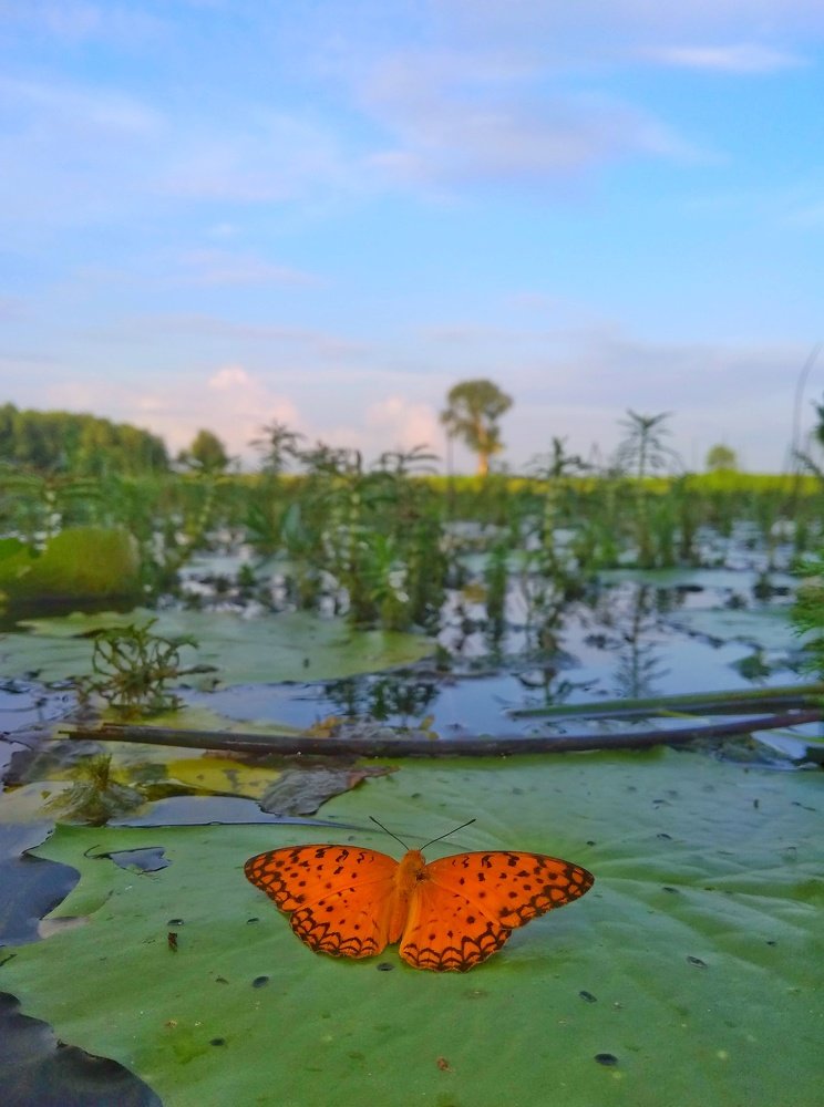 Butterfly scape