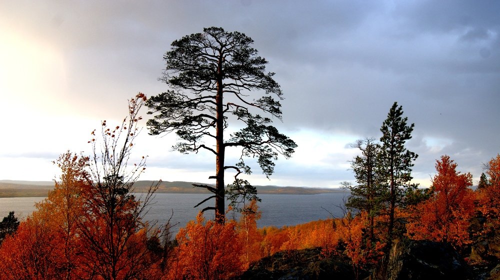 Photograph by Ирина Чечкина