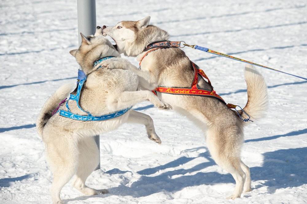 Берингия 2020. Гонка-пролог. Камчатка