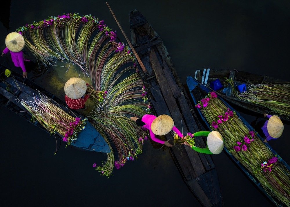 Waterlilies Harvesting Season