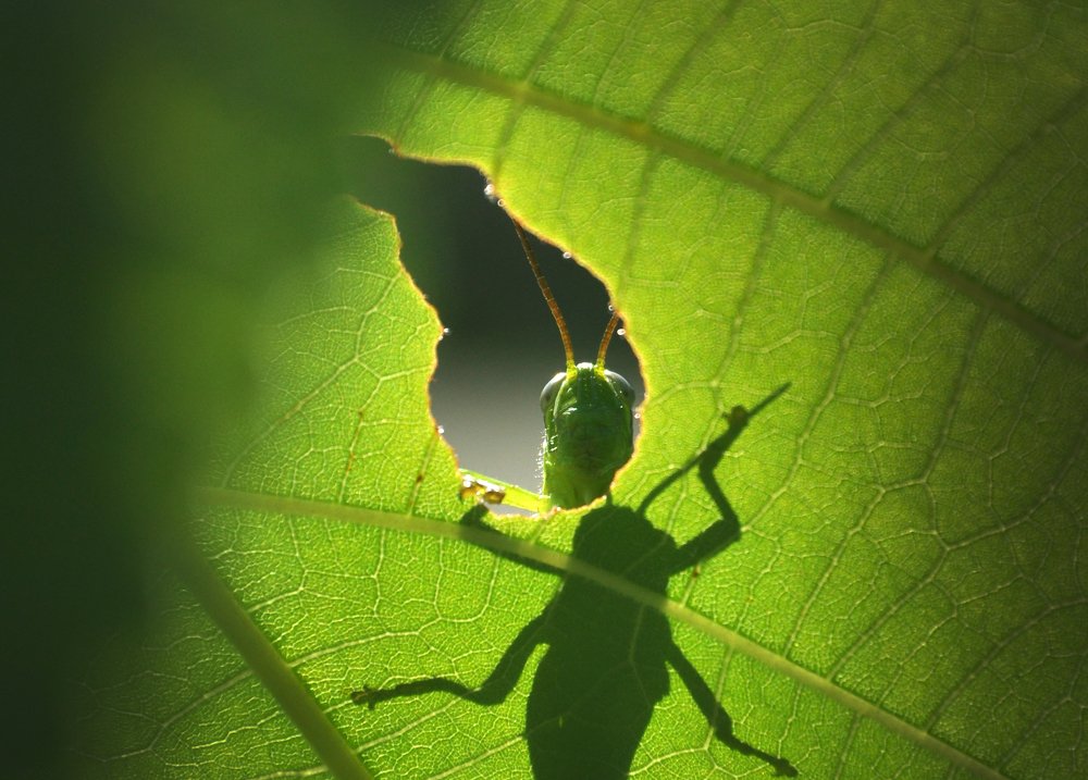 Photograph by I Made Arya Dwita Dedok