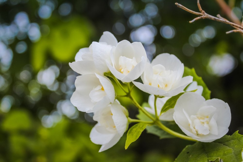 Photograph by Анастасия Маракина