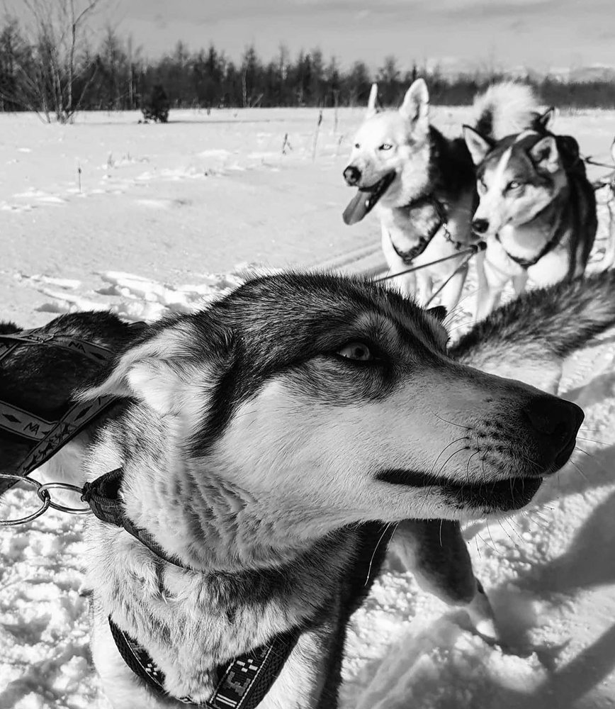 Хаски на прогулке