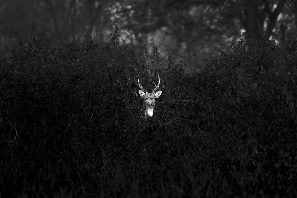 Photograph by Bijalwan Ayush