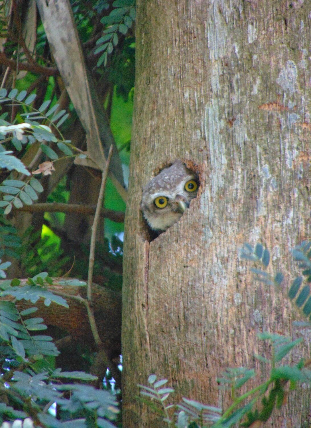 Peek a boo