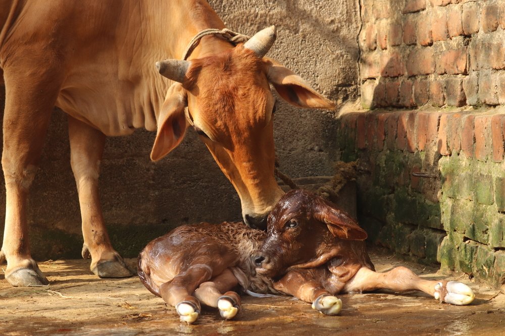 Photograph by Alka Priyadarshinee