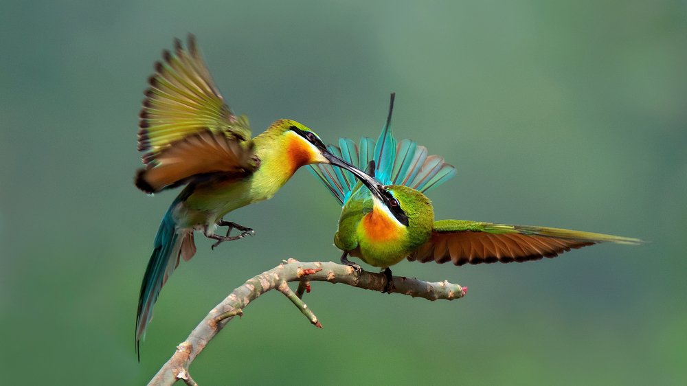 Photograph by Raghavendra Prasad H S