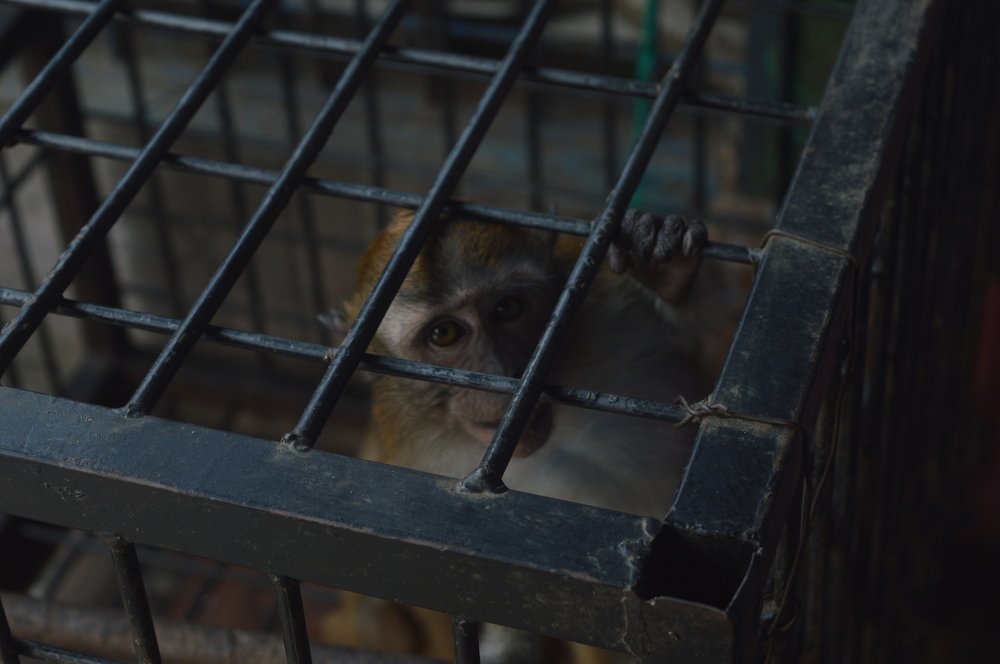 monkey power as a source of currency