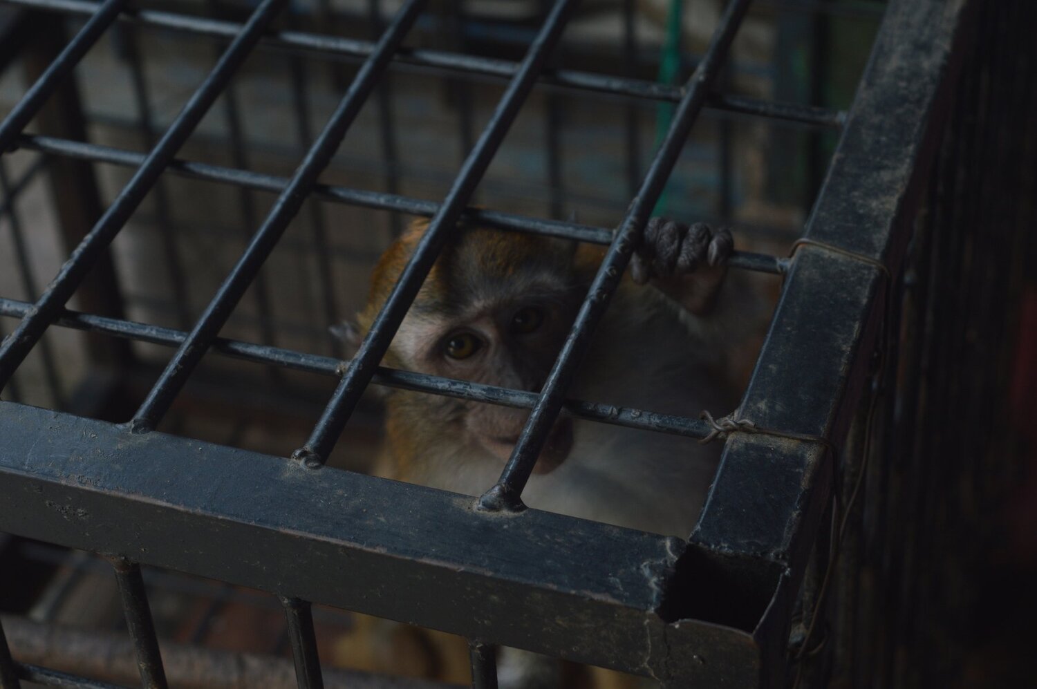 monkey power as a source of currency