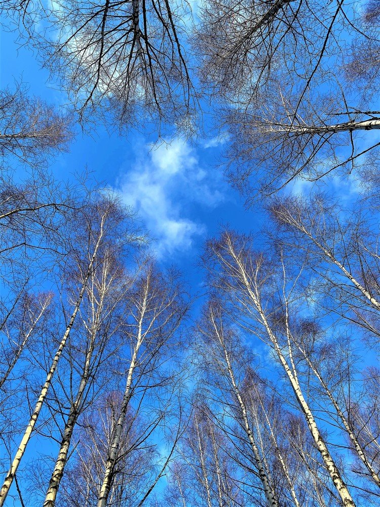 утро в березовой роще