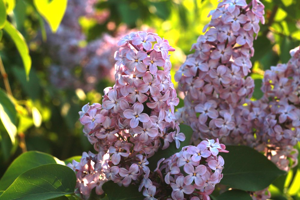 Photograph by Екатерина Пантелеева