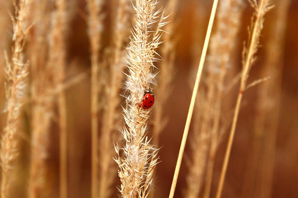 Photograph by Екатерина Пантелеева