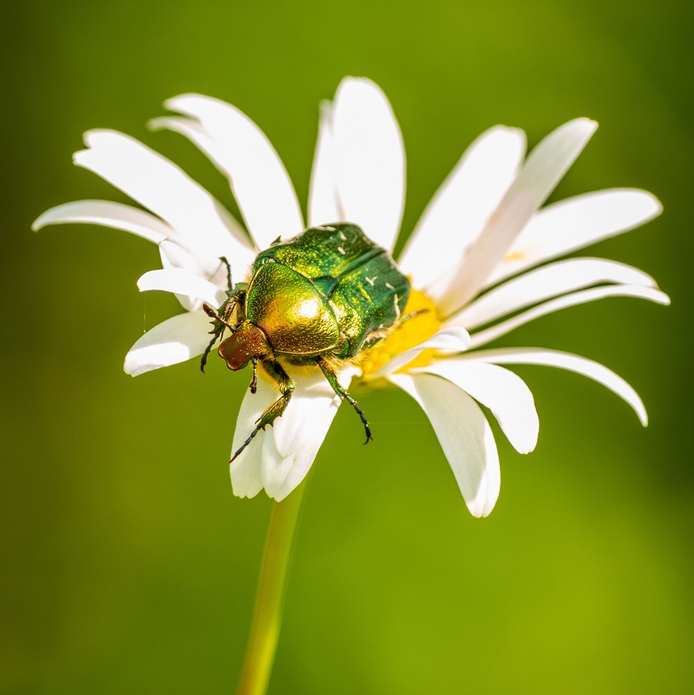 Photograph by Photons Reflectitur