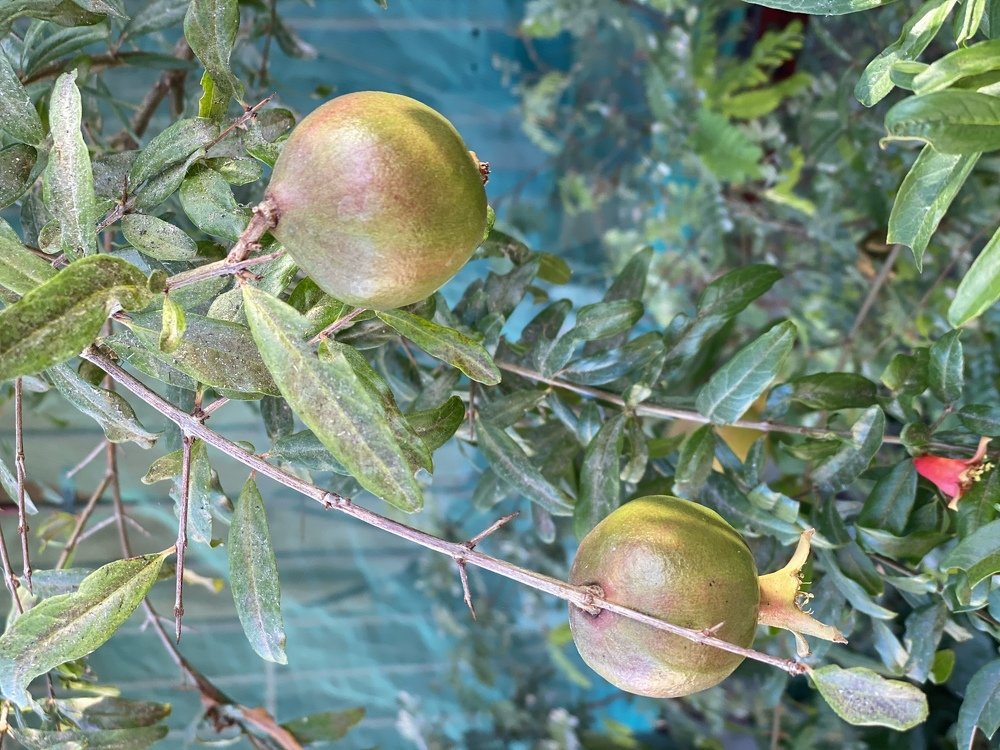 Photograph by Ronaldo Mateo