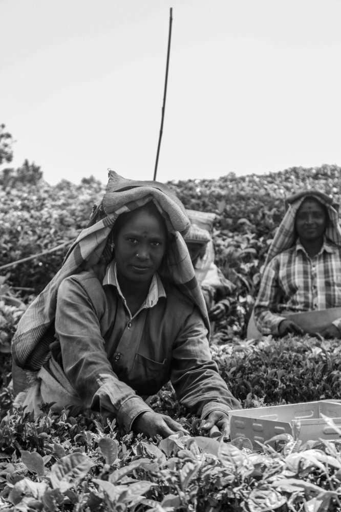 Фотография автора Anantha Rajkumar