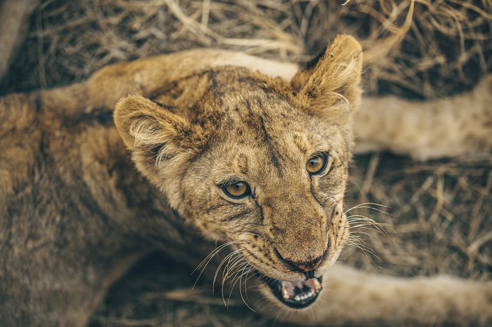 Photograph by Benson Laizer