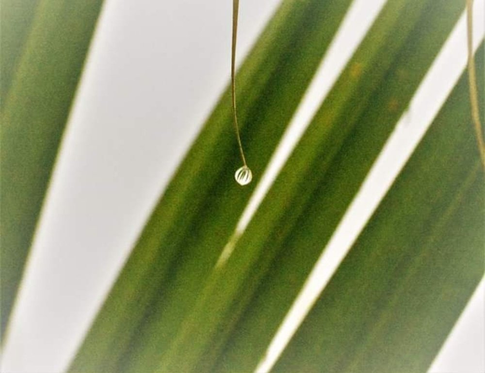 Photograph by Hassan Dastgir