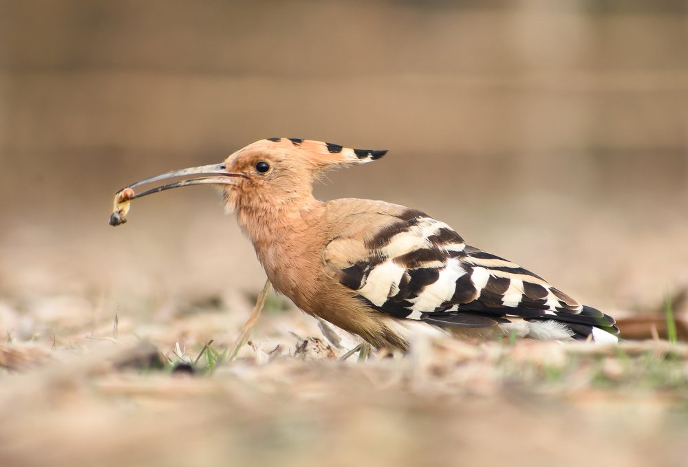 Фотография автора Khokan Haldar